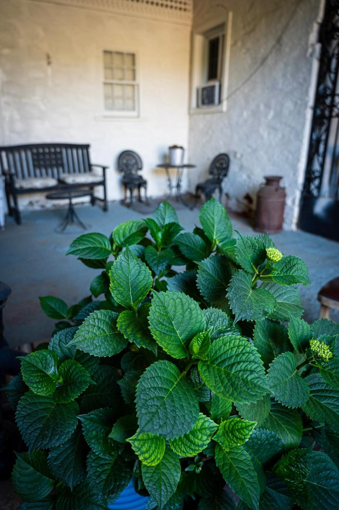 Gunn House Hotel Sonora Εξωτερικό φωτογραφία